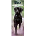 Avonside Calendario Labrador Retriever Negro 2025 Slimline