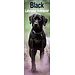 Avonside Calendario Labrador Retriever nero 2025 Slimline