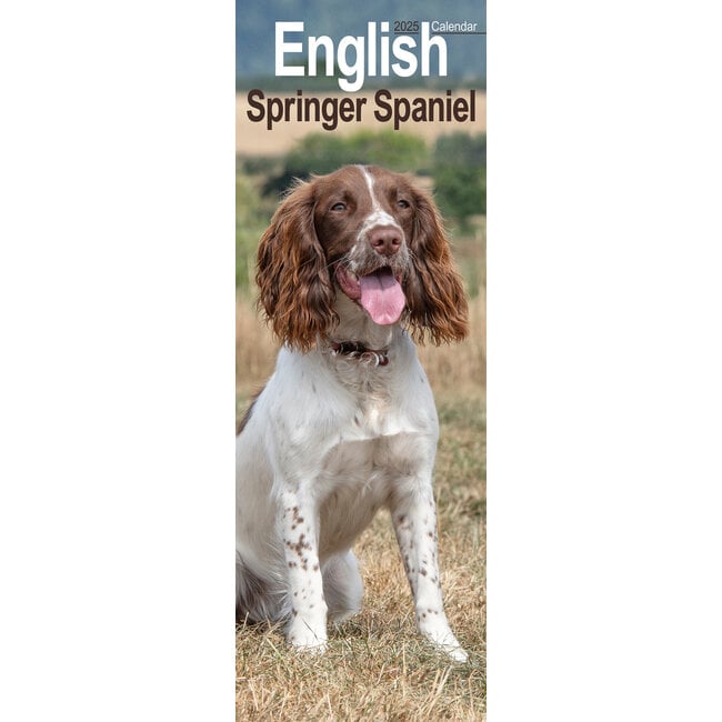 Calendario Springer Spaniel Inglés 2025 Slimline