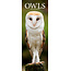 Avonside Owls Calendar 2025 Slimline