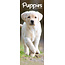 Avonside Puppies Kalender 2025 Slimline