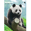 CalendarsRUs Pandas A3 Calendar 2025