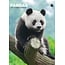 CalendarsRUs Pandas A3 Kalender 2025