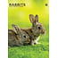 Rabbits A3 Calendar 2025