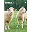 Mouton Calendrier A3 2025