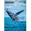 Baleines Calendrier A3 2025