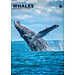 CalendarsRUs Baleines Calendrier A3 2025