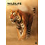 Wildlife A3 Calendar 2025