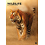 Wildlife A3 Kalender 2025