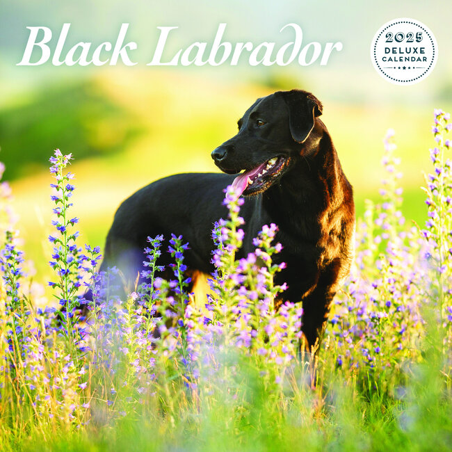 Magnet & Steel Labrador Retriever Negro Calendario 2025 Deluxe