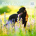 Magnet & Steel Labrador Retriever Black Calendar 2025 Deluxe