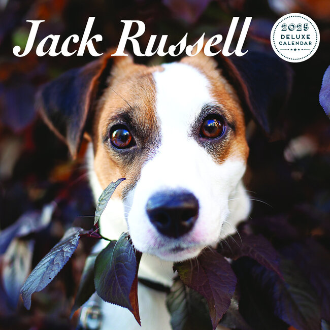 Magnet & Steel Calendario Jack Russell Terrier 2025 Deluxe