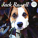 Magnet & Steel Jack Russell Terrier Calendar 2025 Deluxe