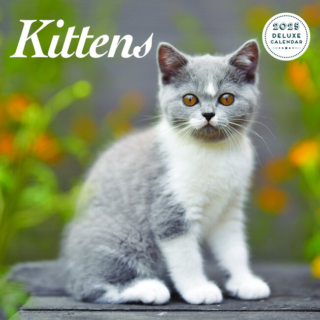 Kittens Calendar 2025 Deluxe