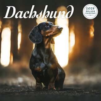 Magnet & Steel Dachshund-Kalender 2025 Deluxe