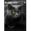 Black Cats A3 Calendar 2025