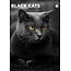 Calendrier Black Cats A3 2025