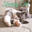 Magnet & Steel Calendario Sleepy Cat 2025