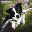 Magnet & Steel Calendrier Border Collie 2025