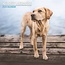 Labrador Retriever Blonde Calendar 2025