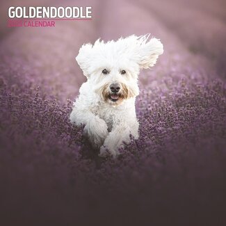 Magnet & Steel Calendrier Goldendoodle 2025