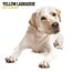 Magnet & Steel Labrador Retriever Blonde Calendrier 2025 Moderne