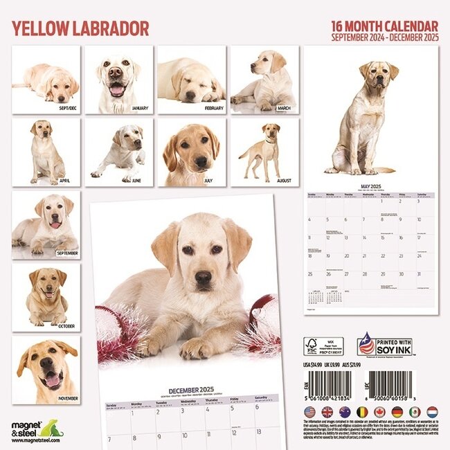 Labrador Retriever Blonde Kalender 2025 kaufen Einfach online