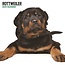 Magnet & Steel Calendrier Rottweiler 2025 Moderne