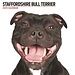 Magnet & Steel Staffordshire Bull Terrier Calendar 2025 Modern