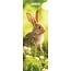 Magnet & Steel Rabbits Calendar 2025 Slimline