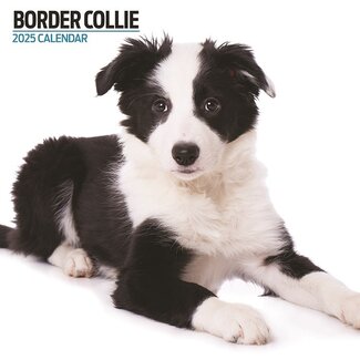 Magnet & Steel Calendrier Border Collie 2025 Moderne