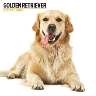 Magnet & Steel Calendario Golden Retriever 2025 Moderno