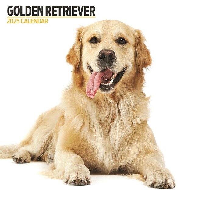 Golden Retriever Calendar 2025 Modern