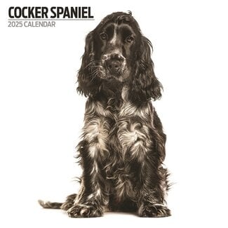 Magnet & Steel English Cocker Spaniel Calendar 2025 Modern