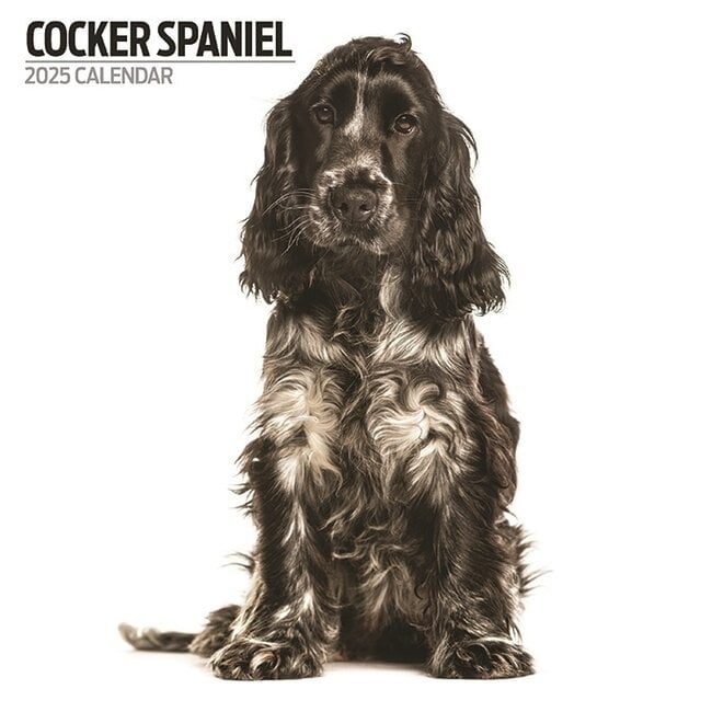 English Cocker Spaniel Calendar 2025 Modern