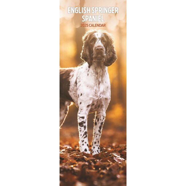 Calendario Springer Spaniel Inglés 2025 Slimline