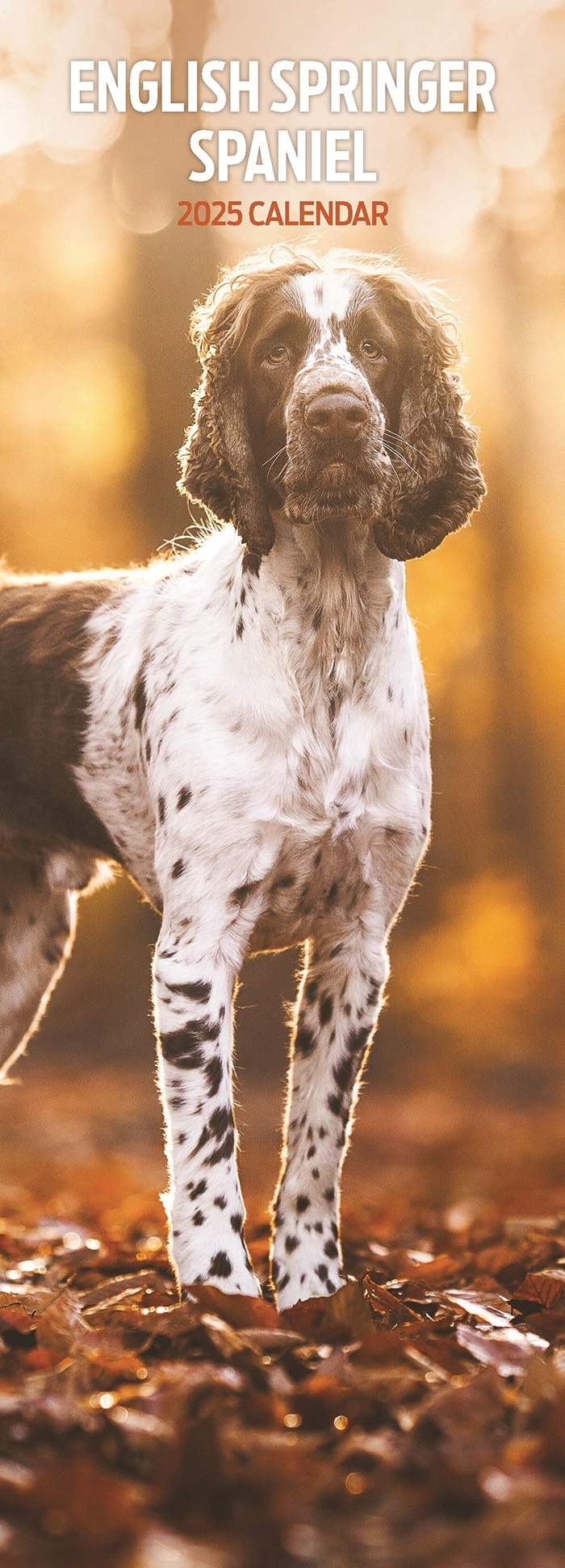 English Springer Spaniel Calendar 2025 Slimline Buy?