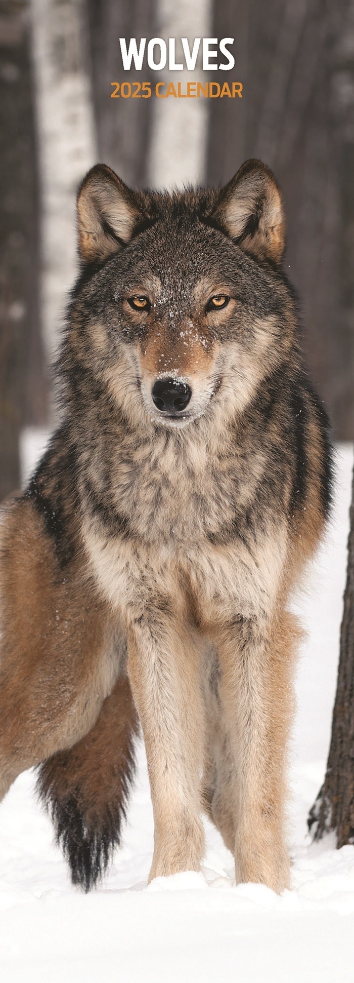Buying Wolves Calendar 2025 Slimline? Order easily online