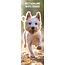 West Highland White Terrier Calendar 2025 Slimline