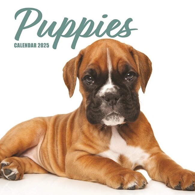 Puppies Kalender 2025 Modern