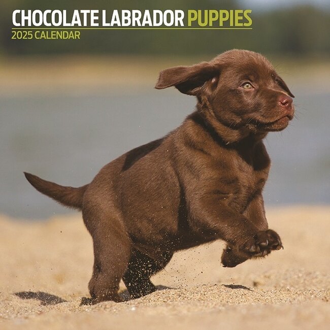 Calendario dei cuccioli di Labrador Retriever Brown 2025