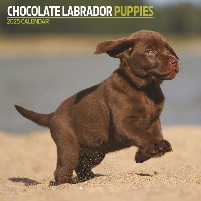 Labrador Retriever Brown Puppies Calendrier 2025