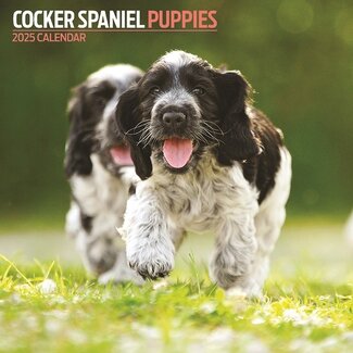 Magnet & Steel Engelse Cocker Spaniel Kalender 2025 Puppies