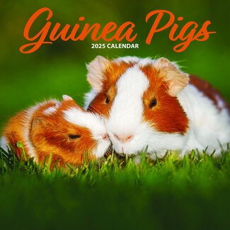 Magnet & Steel Calendario della cavia 2025