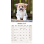 Calendrier Welsh Corgi 2025