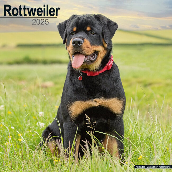 Rottweiler Kalender 2025