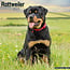 Avonside Calendario Rottweiler 2025