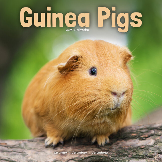 Guinea pig calendar 2025