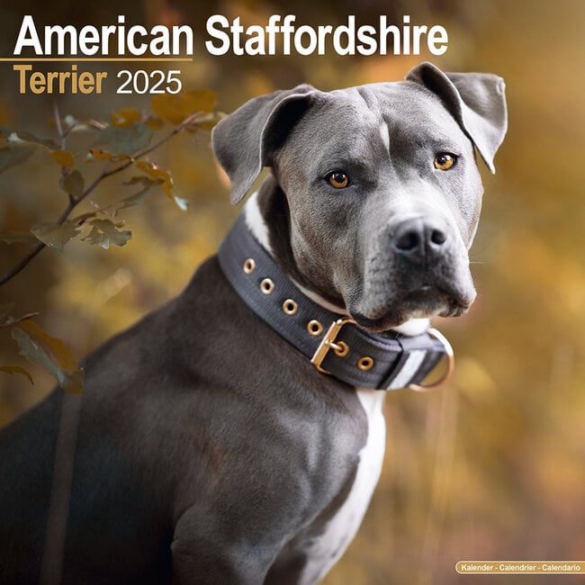 American Staffordshire Terrier Calendario 2025