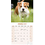 American Staffordshire Terrier Calendario 2025